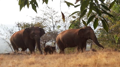 last seven months a herd of three elephants has been roaming in Patne Parle Tillari Tillari Nagar and Dodamarg areas of Chandgad taluka