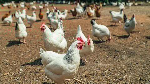 coronavirus impact on poultry industry kolhapur marathi news