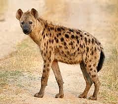 hyena's attack; both seriously injured