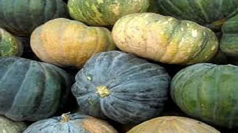 Rotavator rotated on two acres of pumpkin sangli marathi news