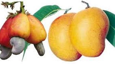 the insurance of crop of fruit like mango deadline given to farmers on 30th november in ratnagiri