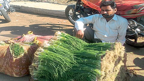 साताऱ्यात कांद्याचा तरवा तेजीत; जिल्ह्यातील शेतकऱ्यांना मोठा दिलासा