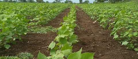 Akola News White fly on cotton, infestation of cauliflower,Increased incidence due to low rainfall and high temperature