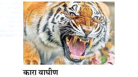 Cara GOLD tooth implants