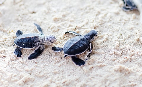 the baby turtles flew from the velas sea beach