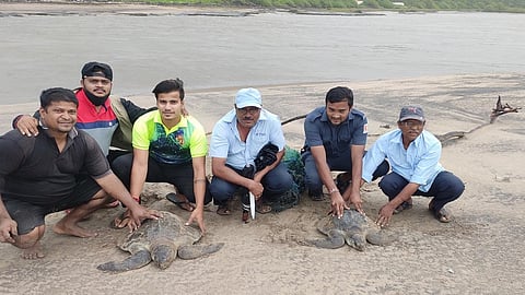 two more Olive Ridley turtles Locals rescued from fishing net Ganpatipule beach