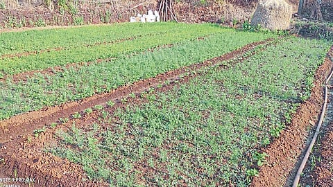 success story of family to cultivation of vegetables and fruit in mandangad ratnagiri
