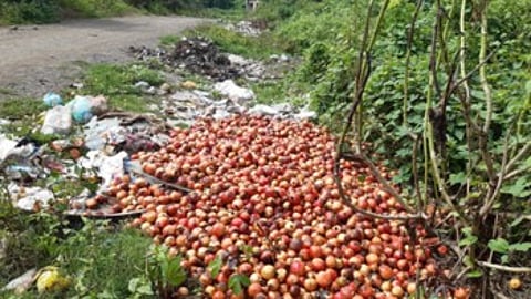 Pomegranates are being dumped in the Pravara river Kolhar and Bhagwatipur Gram Panchayats should pay attention