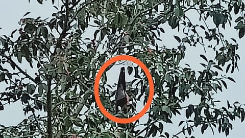 bat  released after three day