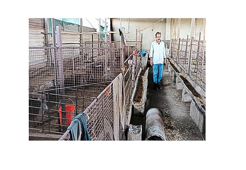 23 goats were stolen from Mangao Kolhapur Marathi News