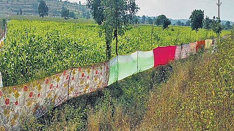 for protection of farm and crop easily use saree for protected farming in konkan