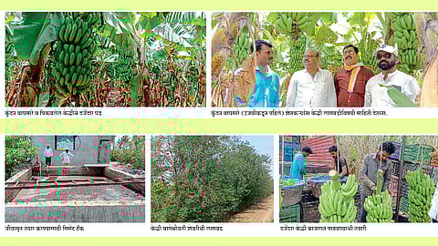 विदर्भात उत्कृष्ट व्यवस्थापन  असलेली २३ एकरांतील केळी