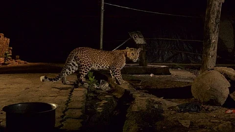 leopard.jpg