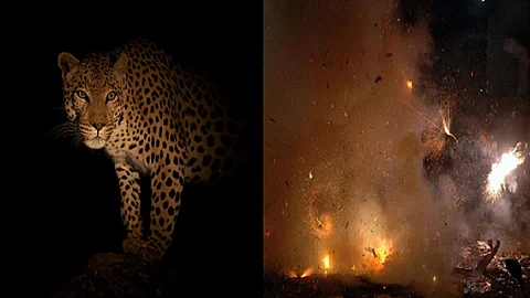 leopard.jpg