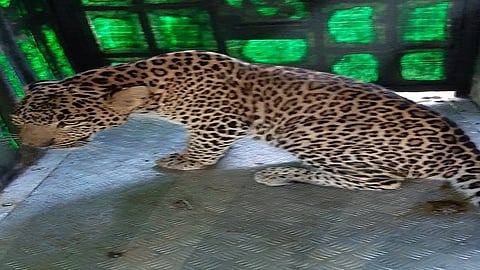 leopard in nashik.jpg