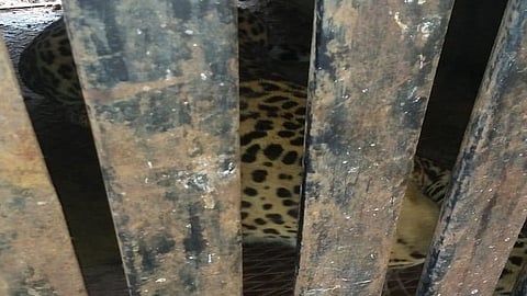 leopard nashik road.jpg
