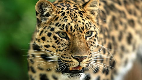 Satara Latest Marathi News