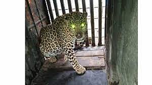 A leopard has been caught at Deolali Pravara