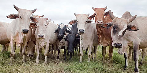 चोरीला गेले पशुधन, आणि ते शोधण्यासाठी चक्क पोलिस ठाण्यातच लागल्या रांगा !