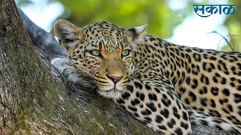 highway is dangerous to leopard in sangli two leopard dead in accident in sangli