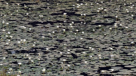 तळोजा वासहतीतील तलावात कमळांचा बहर.