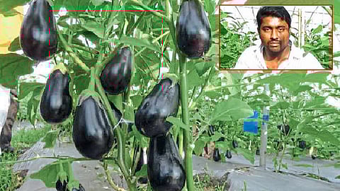 शेडनेटमधील भरीत वांग्याची आश्वासक गटशेती