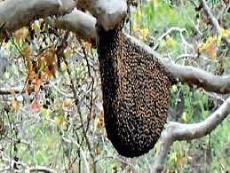 Bees attack on gathering for faith