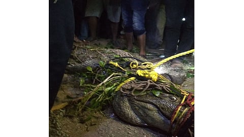 VIDEO : अबब.. दहा फुटी मगर येरळवाडी नदीपात्रात; नागरिकांचा उडाला थरकाप