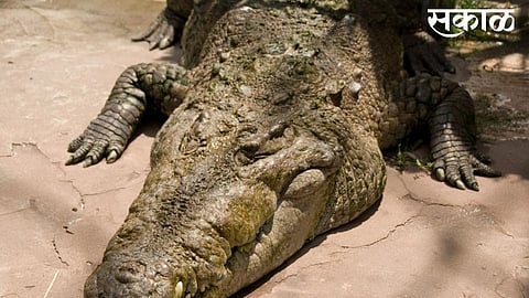 crocodile in veershaiv lake for many years in ratnagiri chiplun