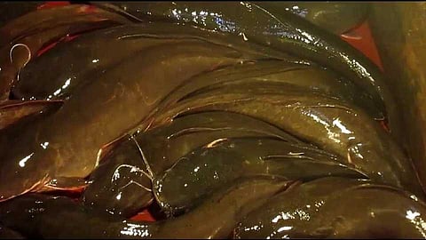 ९० रुपयात विकला जाणाऱ्या मृत्यूला आहे तिथे गाडा...