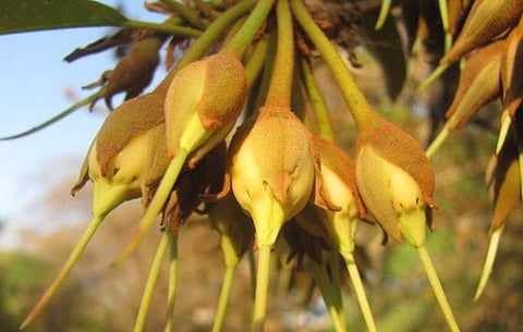 आयुर्वेदीक महुफुलांचा हंगाम बहारला.. विविध आजांरावर आहे गुणकारी औषध