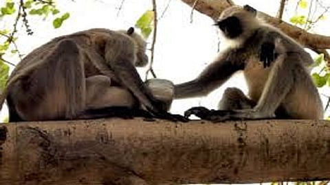 monkey death case in radhanagari