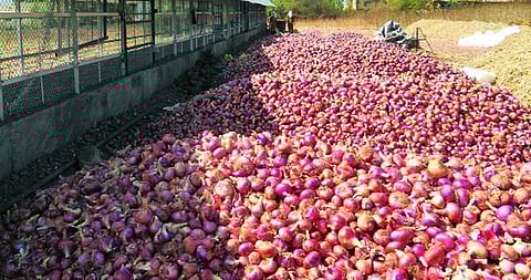 जागृत शेतकऱ्यामुळे कांदा चोराला पकडण्यात यश
