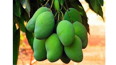 Gardeners Likely To Drop First Stage Mangoes