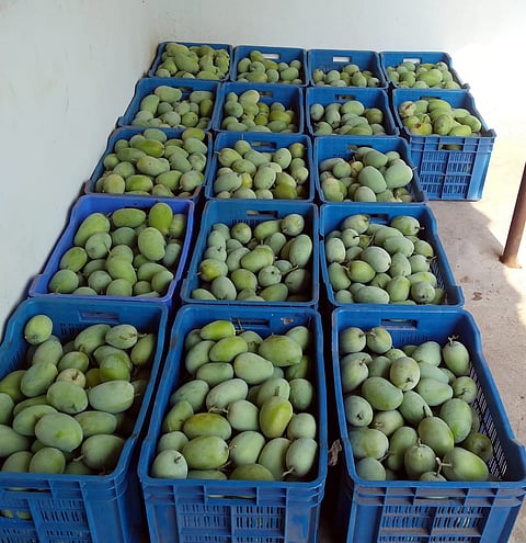 The lockdown has added to the woes of mango growers