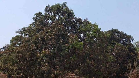 mango tree