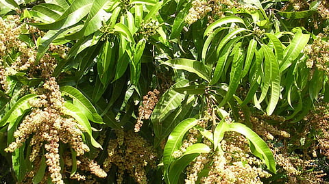 Mango Tree