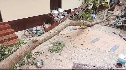 माथेरान : घटनास्थळी पडलेले झाड.