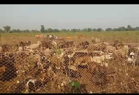 Akola News: Effect of Bond larvae; sheep planted in 18 acres of cotton