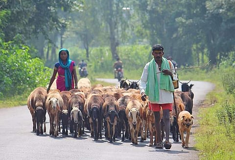 shepherds allowed to migrate in lockdown kolhapur