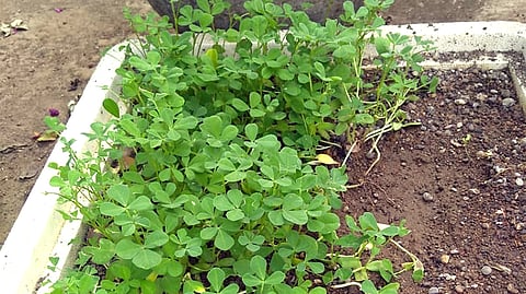 रोज ताजी टेरेसवरची भाजी