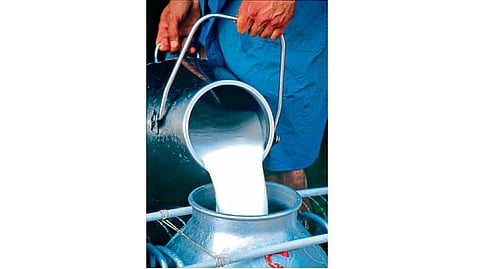 Dairy Business Growing In Gadhinglaj Kolhapur Marathi News