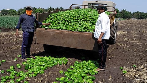 Vegetable imports and exports stopped kolhapur marathi news