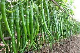 Loss of pepper growers due to corona infection