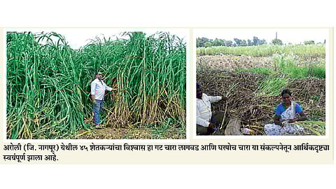घरपोच चारा विक्रीतून मिळविले कोट्यवधींचे उत्पन्न