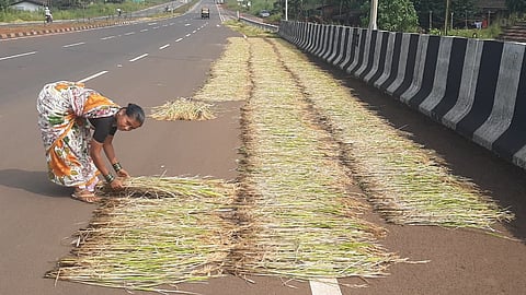 Drying grain on the highway in Sindhudurg