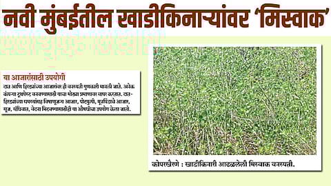 नवी मुंबईतील खाडीकिनाऱ्यांवर ‘मिस्वाक’