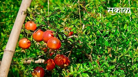 news about Pomegranate and mango farming In Nashik Marathi News