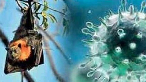 सावधान! निपाह व्हायरस पसरतोय