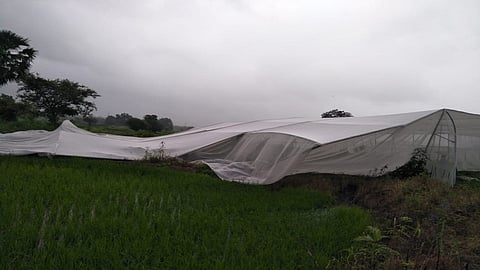 वादळी पावसाने पॉलीहाऊस, भातशेतीच्या बांधाचे नुकसान; तत्काळ पंचनामे करण्याची मागणी